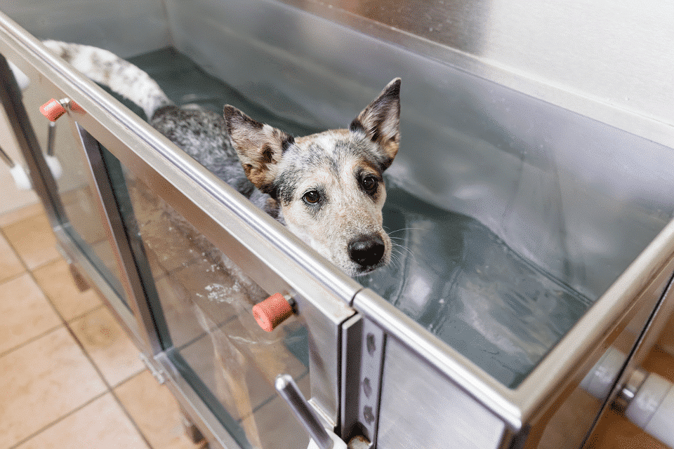 KTMOOS_Rehabilitation_Hund_Wasserlaufband Kleintierpraxis im Moos