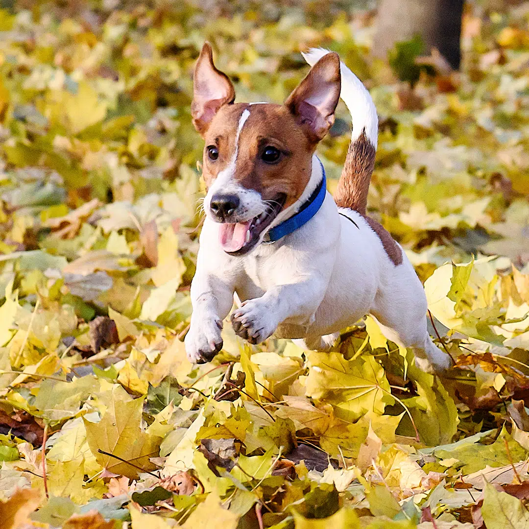 Gesund & Fit im Herbst