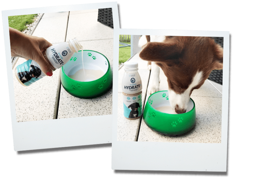 Oralade Hydrate Hund Kleintierpraxis im Moos